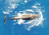Study shows Hawaiian whales consume up to 202 squid a day