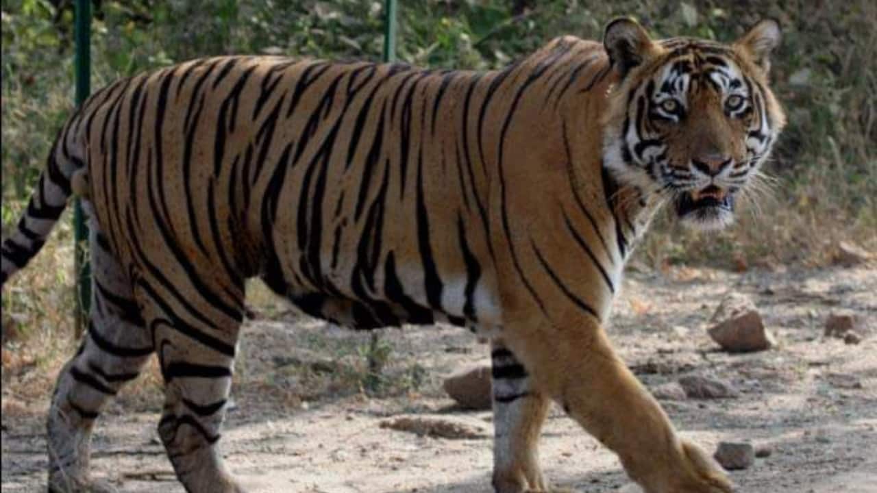 Strict curbs imposed on use of loudspeakers, DJs around Ranthambore Tiger Reserve Strict curbs imposed on use of loudspeakers, DJs around Ranthambore Tiger Reserve