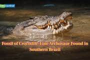 Scientists discover Crocodile ancestor that redefines predator evolution Scientists discover Crocodile ancestor that redefines predator evolution