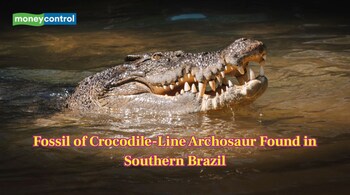 Fossil of Crocodile-Line Archosaur Found in Southern Brazil (Image: Canva)