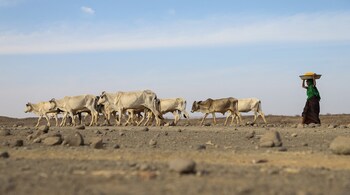 A woman drives a herd of cattle to a river side in Adadle district, Biyolow Kebele in Somali region of Ethiopia