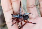 Rare split-sex condition: Researchers find half-male, half-female spider in Thai forest