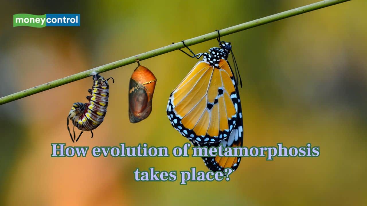 Science behind how evolution of metamorphosis takes place