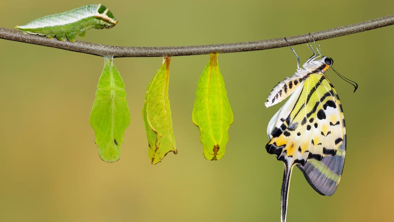 Early insects showed gradual body changes during their young stages (Image: Canva)