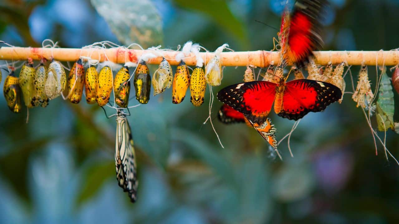 Metamorphosis reduces competition between life stages for food sources. (Image: Canva)