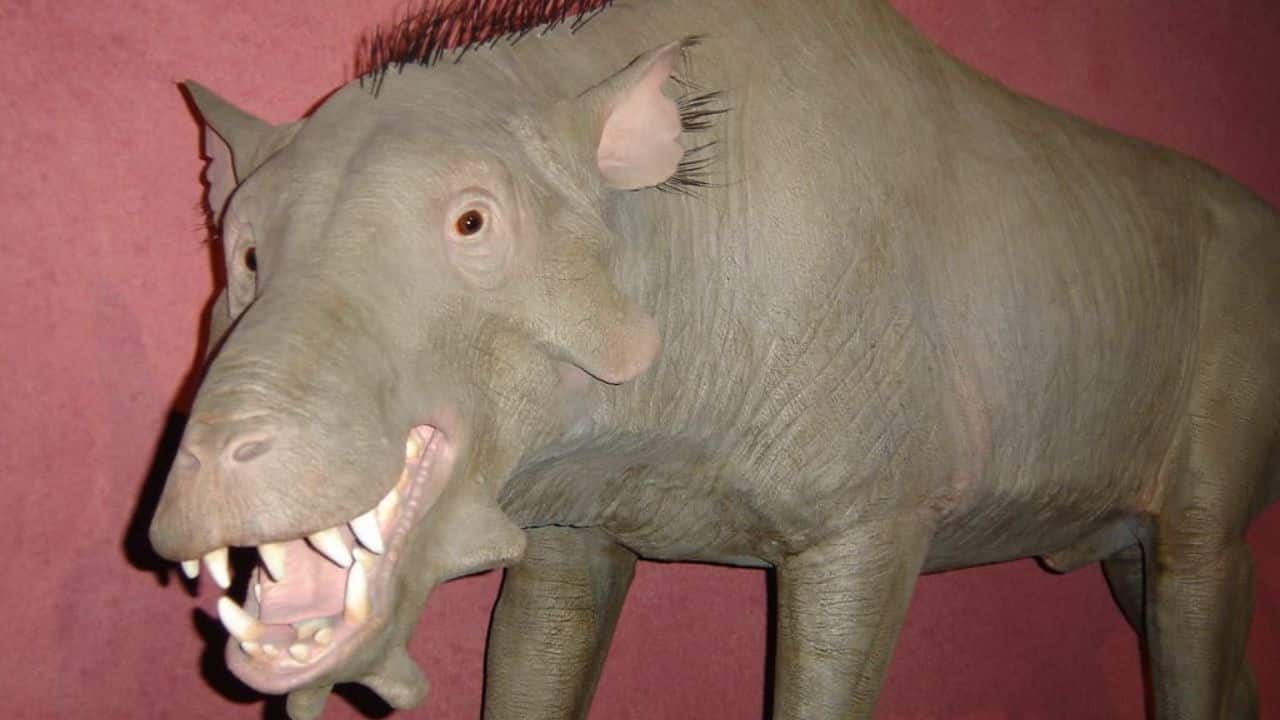 Giant hell pigs used lion-like bite force to crush bones 30 million years ago, researchers have found
