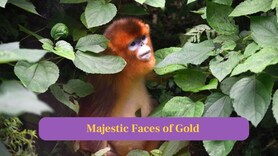 These Golden Snub-Nosed Monkeys are nature’s golden gems swinging through forests