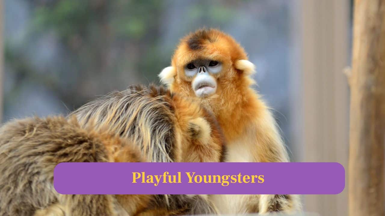 7. Playful Youngsters: Monkey infants entertain with playful antics, climbing, chasing and tumbling, capturing hearts with their innocence and energetic curiosity. (Image: Canva)