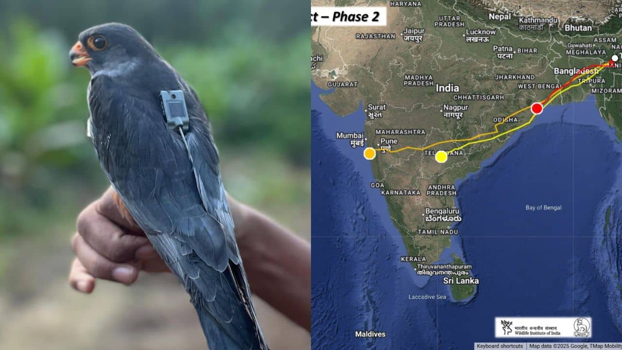 Tiny Indian falcon flies 1,000 km a day, stunning scientists with epic 5,400-km dash