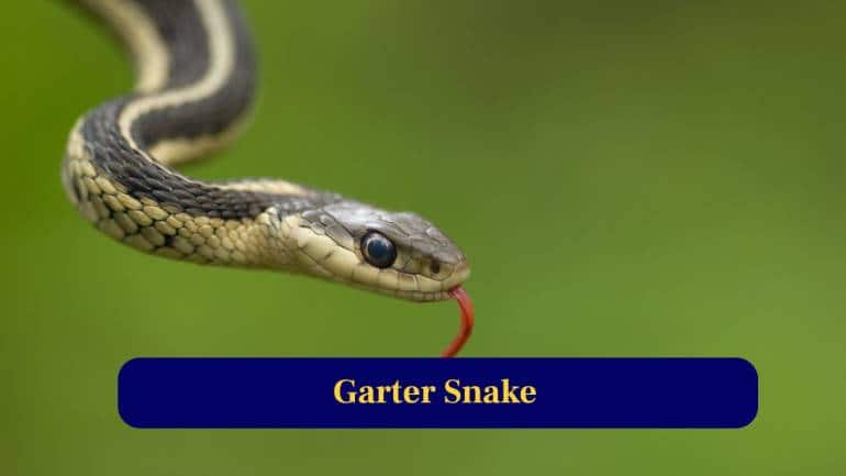 5. Garter Snake: Some garter snakes eat toxic newts without dying. They evolve resistance to powerful tetrodotoxin produced by their prey. (Image: Canva)