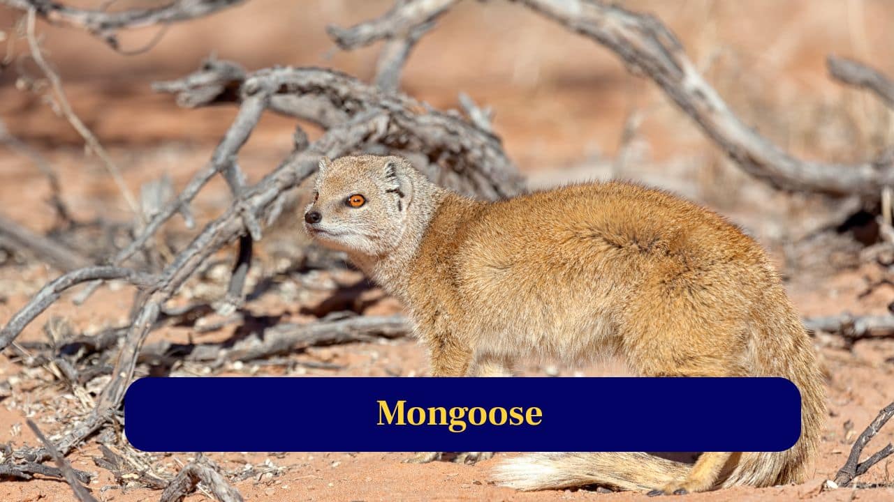 6. Mongoose: Mongooses attack and eat venomous snakes, including cobras. They resist venom using modified acetylcholine receptors to survive bites. (Image: Canva)