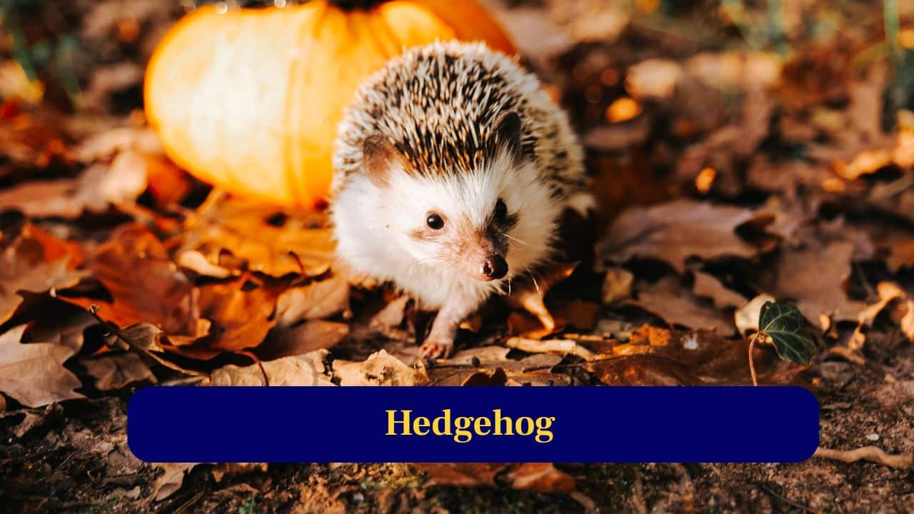 7. Hedgehog: Hedgehogs can survive venom from snakes and poisonous insects. Their blood contains proteins that neutralize dangerous toxins from prey. (Image: Canva)