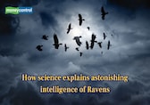 How science explains the astonishing intelligence of Ravens