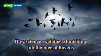 How science explains the astonishing intelligence of Ravens (Image: Canva)
