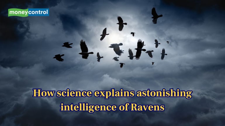 How science explains the astonishing intelligence of Ravens