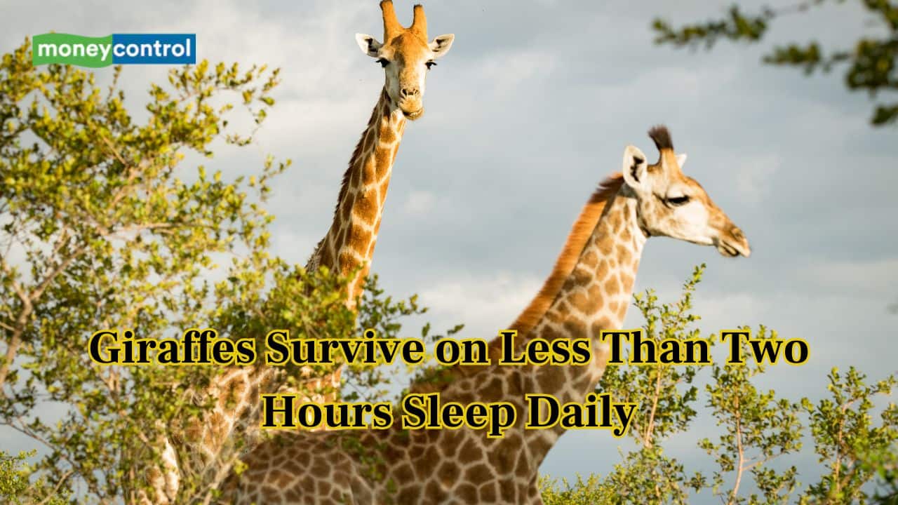 Study explains how Giraffes manage life with very little sleep
