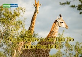 Study explains how Giraffes manage life with very little sleep