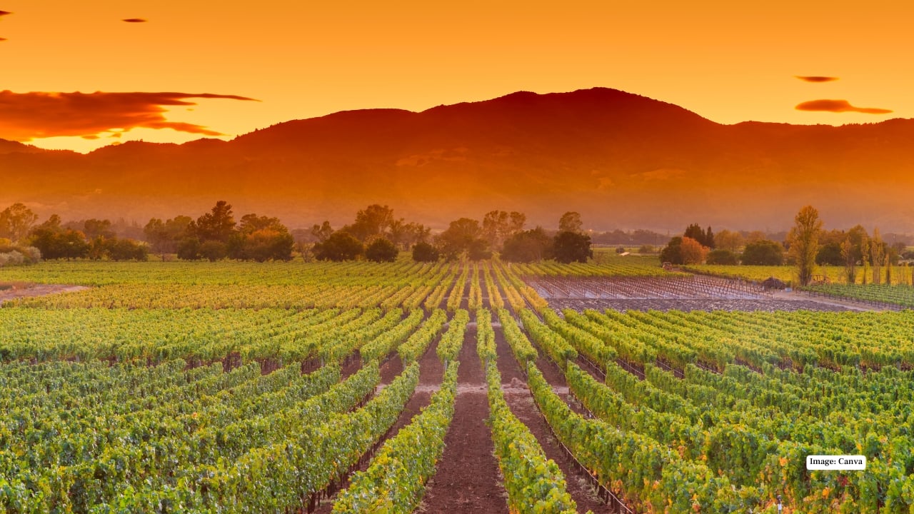 8. Napa Valley, California – Wine Country Indulgence Thanksgiving in Napa is all about indulgence and scenic luxury. Tour vineyards, sip world-class wines, and enjoy gourmet holiday meals amid rolling hills and golden vineyards. Perfect for couples or groups looking to pair seasonal flavors with breathtaking views.