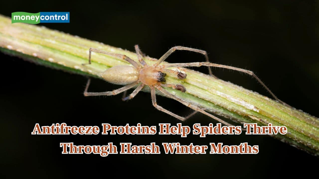 Scientists find winter spiders armed with natural antifreeze proteins