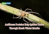 Scientists find winter spiders armed with natural antifreeze proteins