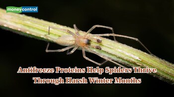 Spiders stay active in winters using Antifreeze Proteins (Image: Canva)