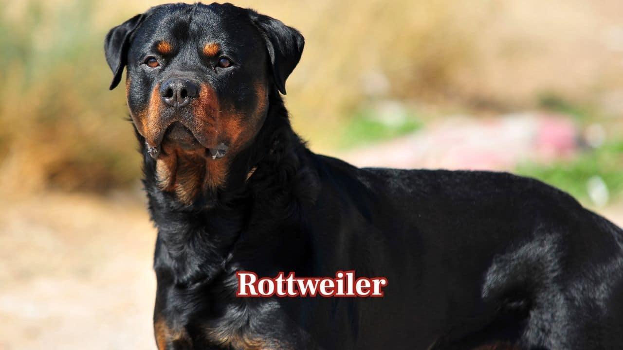 Rottweiler: Rottweilers have a massive build, strong bite force, and a natural guarding instinct. Their bold posture and unwavering focus can appear frightening, especially when protecting their territory or family. (Image: Canva)