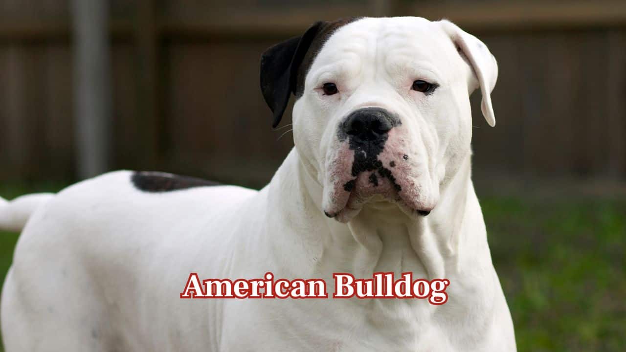 American Bulldog: American Bulldogs have a tough, muscular frame that commands attention. Though loyal and affectionate with family, their strong build and confident posture often appear intimidating to strangers. (Image: Canva)