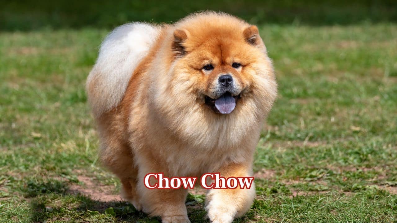 Chow Chow: Chow Chows have a lion-like mane, deep-set eyes, and an aloof personality. Their serious expression and strong guarding instincts often make them seem more threatening than they really are. (Image: Canva)