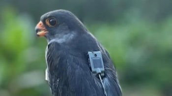Three satellite-tagged Amur falcons from Manipur have crossed the Arabian Sea nonstop (Image: X/@supriyasahuias)