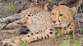 Project Cheetah: Indian-born cheetah Mukhi gives birth to 5 cubs