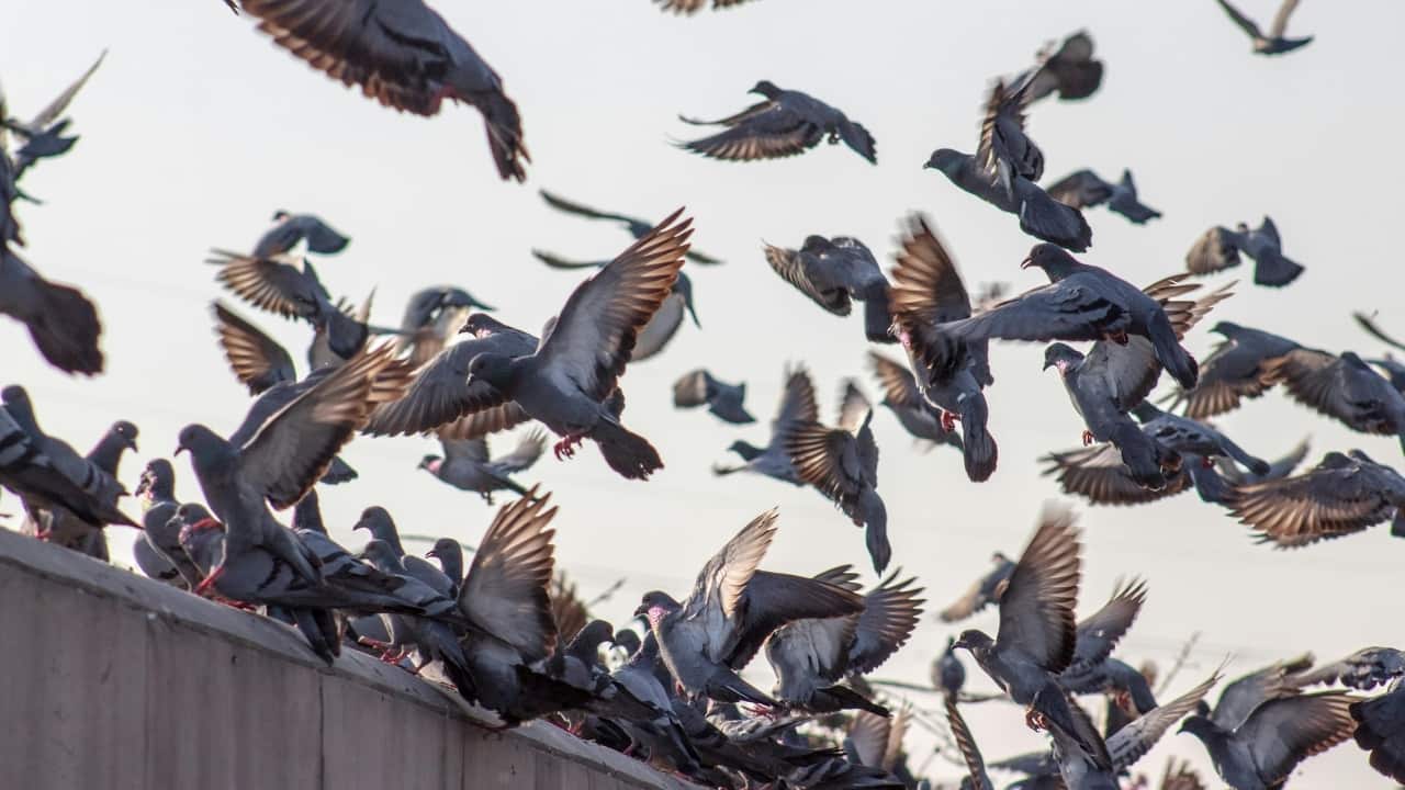 How to keep pigeons away from your balcony naturally