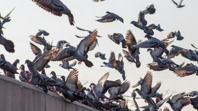 Pigeons