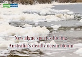 Scientists identified new algae species fueling Australia’s deadly ocean bloom