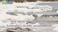 Scientists identified new algae species fueling Australia’s deadly ocean bloom