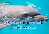 New calves spark hopes for the Vaquita’s survival