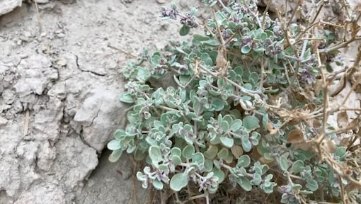 Death Valley shrub survives extreme heat with some unique tricks