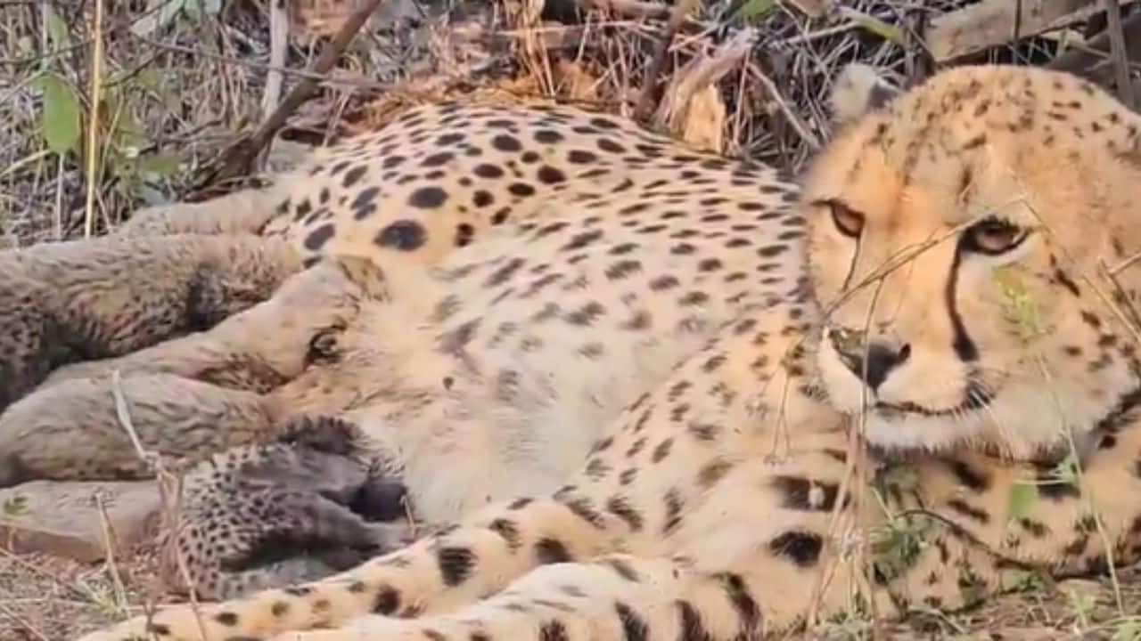Indian-born cheetah gives birth to 5 cubs at Kuno National Park in a ...