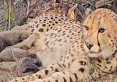 Indian-born cheetah gives birth to 5 cubs at Kuno National Park in a first for the reintroduction effort
