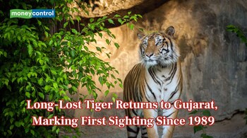 After 1989 Extinction, Tiger Makes Surprise Return to Gujarat Sanctuary (Image: Canva)