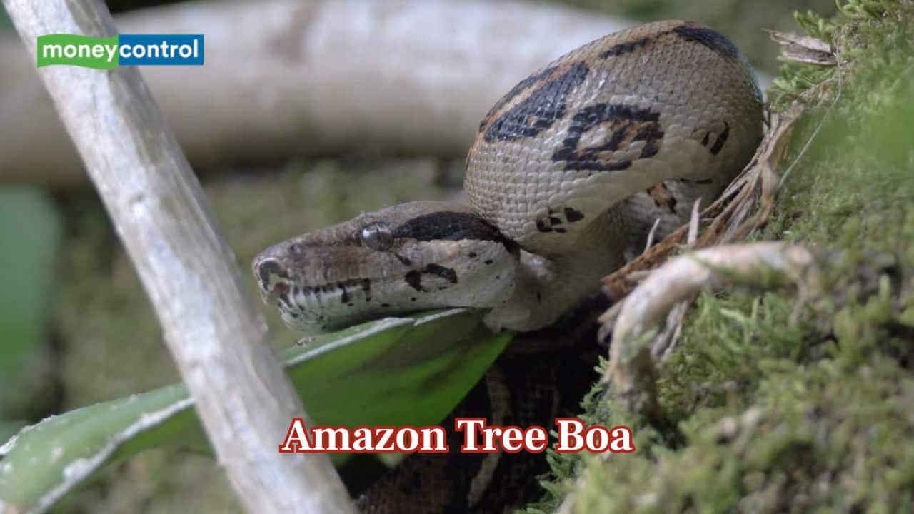The snake that never slips: How the Amazon tree boa climbs and hunts above ground