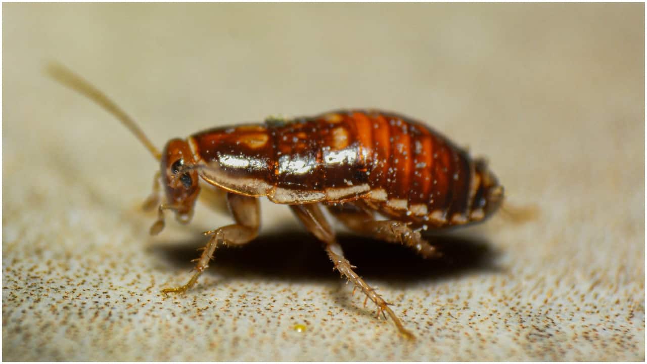 Beijing museum cafe introduces cockroach-topped coffee, pitcher-plant brews and seasonal ant drinks