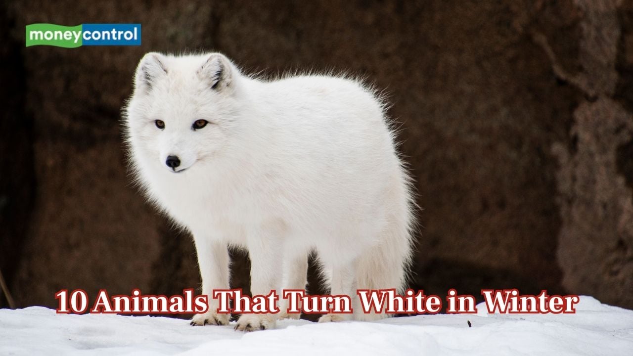 Surviving the Snow: 10 animals that turn white in winter like magic |  Moneycontrol News