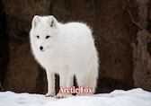 Surviving the Snow: 10 animals that turn white in winter like magic