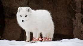 Surviving the Snow: 10 animals that turn white in winter like magic