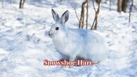 <strong>Snowshoe Hare:</strong> When winter approaches, the snowshoe hare changes from reddish-brown to snowy white. The oversized feet act like natural snowshoes that enable it to move silently across deep snow without being easy prey for lynxes and wolves. (Image: Canva)