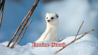 <strong>Ermine (Stoat):</strong> The brown summer fur of the ermine turns bright white each winter, except for its black-tipped tail. This transformation helps this fast, agile hunter to vanish into snowy surroundings while stalking rodents and birds. (Image: Canva)