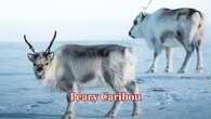 <strong>Peary Caribou:</strong> Peary caribou develop a white winter coat that blends into Arctic tundra. Their thick fur provides insulation, and the seasonal change in colour makes it more difficult for wolves to spot them from a distance. (Image: Canva)