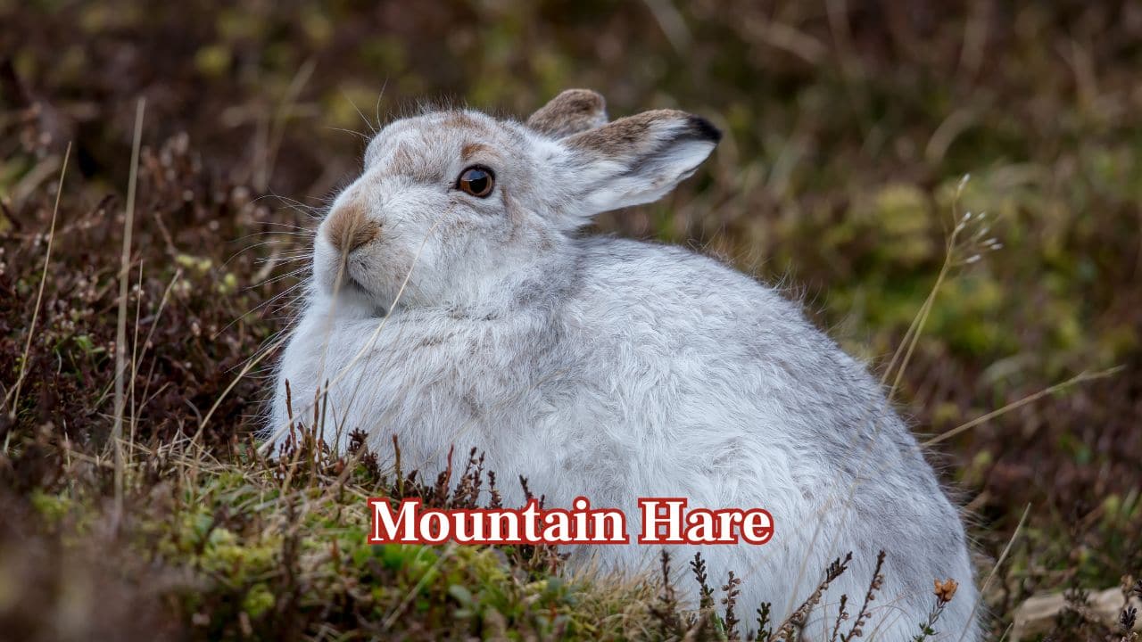 <strong>Mountain Hare:</strong> In winter, the mountain hare changes from grey-brown to full white, matching snowy highlands; this helps the mountain hare to camouflage itself during this season from predators such as foxes and golden eagles in alpine regions. (Image: Canva)
