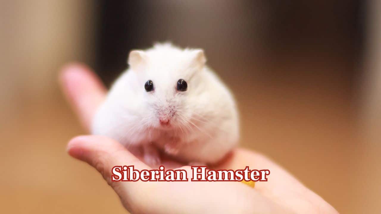 <strong>Siberian Hamster:</strong> Siberian hamsters lighten their fur to snowy white in winter. This seasonal shift not only provides camouflage but also reduces heat loss, keeping them warm during harsh, freezing months. (Image: Canva)