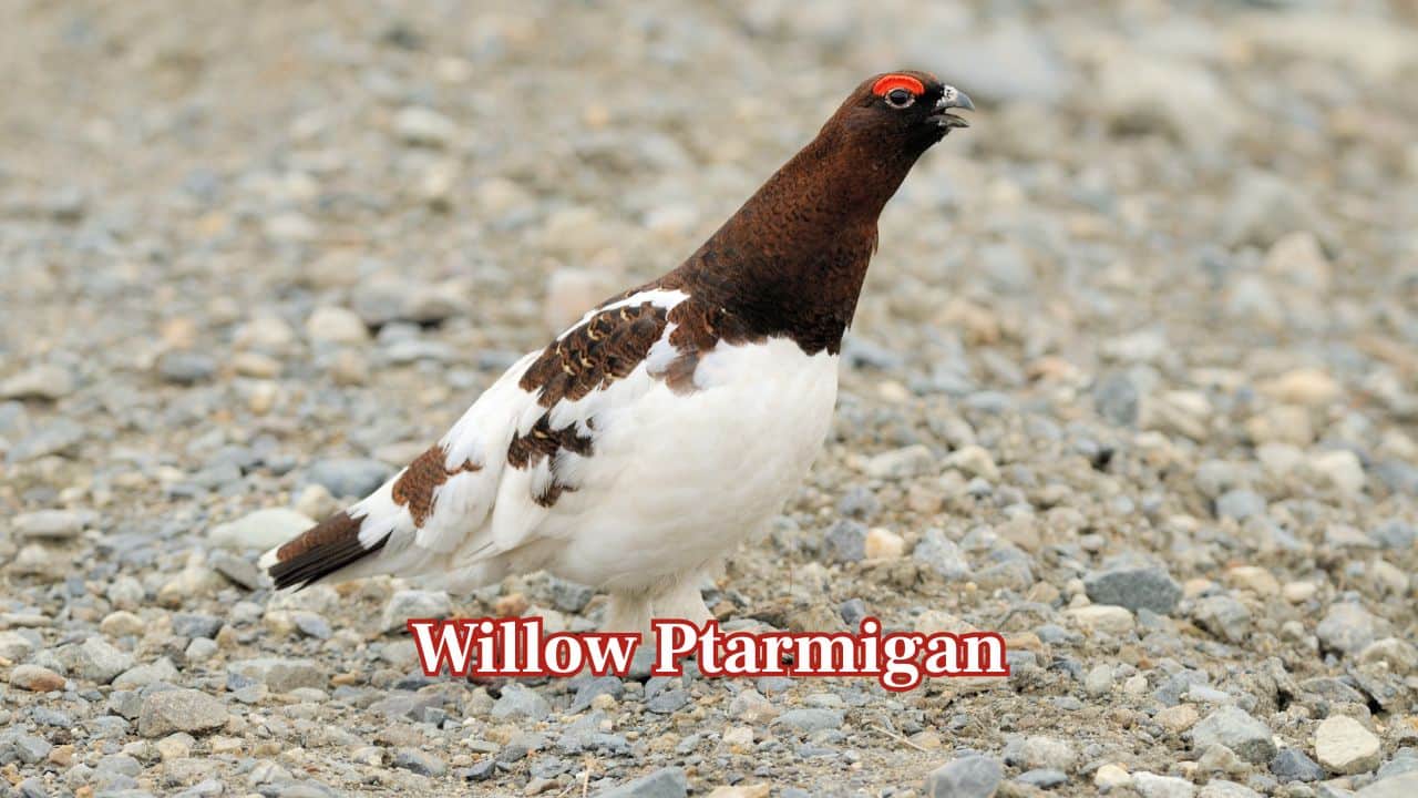 <strong>Willow Ptarmigan:</strong> Willow ptarmigans will change to white winter feathers, which provide insulation and camouflage. Their ability to blend into snowy shrubs protects them from foxes and raptors during long Arctic winters. (Image: Canva)
